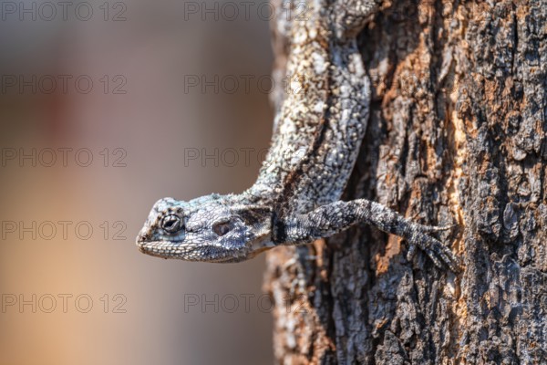 Tree agama, tree agama (Acanthocerus atricollis) on a tree, Kruger National Park, South Africa