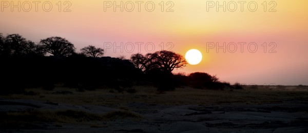 Sunset, African baobab or baobab tree (Adansonia digitata), Dry landscape, Kubu Island (Lekubu), Sowa Pan, Makgadikgadi salt pans, Botswana
