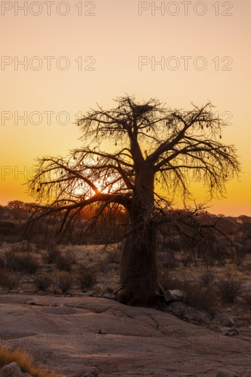 Sunset, African baobab or baobab tree (Adansonia digitata), Dry landscape, Kubu Island (Lekubu), Sowa Pan, Makgadikgadi salt pans, Botswana