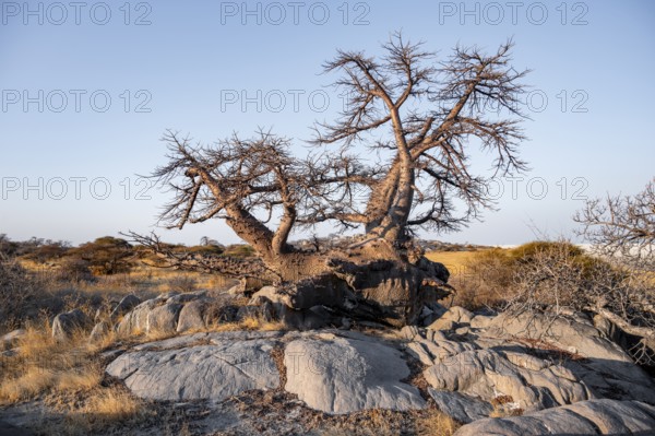 African baobab or baobab tree (Adansonia digitata), arid landscape, Kubu Island (Lekubu), Sowa Pan, Makgadikgadi salt pans, Botswana
