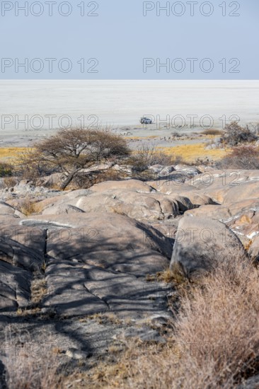 African baobab or baobab tree (Adansonia digitata), arid landscape, Kubu Island (Lekubu), Sowa Pan, Makgadikgadi salt pans, Botswana