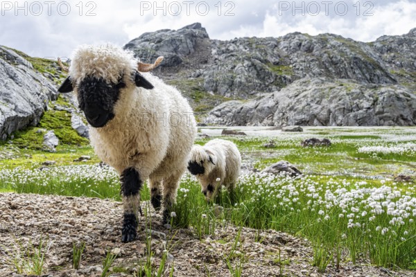 Two Valais Blacknose sheep (Ovis gmelini aries), in meadow with flowering white cotton grass, high alpine mountain valley, Obere Senner Egete, Stubai Alps, near Ridnaun, South Tyrol, Italy