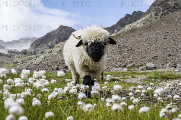 Valais Blacknose sheep (Ovis gmelini aries), in meadow with flowering white cotton grass, high alpine mountain valley, Obere Senner Egete, Stubai Alps, near Ridnaun, South Tyrol, Italy