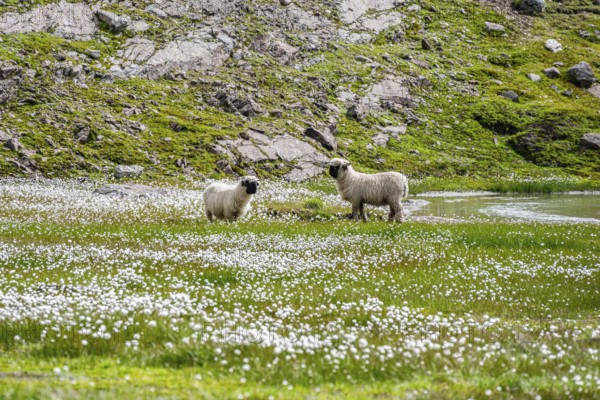 Two Valais Blacknose sheep (Ovis gmelini aries), in meadow with flowering white cotton grass, high alpine mountain valley, Obere Senner Egete, Stubai Alps, near Ridnaun, South Tyrol, Italy