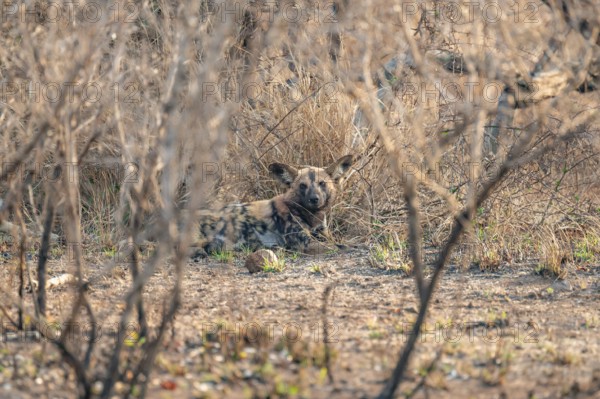African wild dog, Kruger National Park, South Africa
