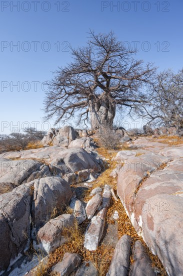 African baobab or baobab tree (Adansonia digitata), arid landscape, Kubu Island (Lekubu), Sowa Pan, Makgadikgadi salt pans, Botswana