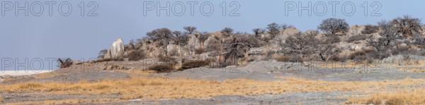 African baobab or baobab tree (Adansonia digitata), arid landscape, Kubu Island (Lekubu), Sowa Pan, Makgadikgadi salt pans, Botswana