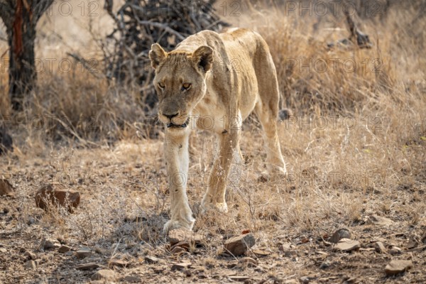 Looking into the camera, lioness on the prowl, Kruger National Park, South Africa
