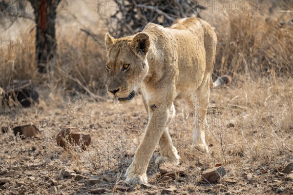 Lioness on the prowl, Kruger National Park, South Africa