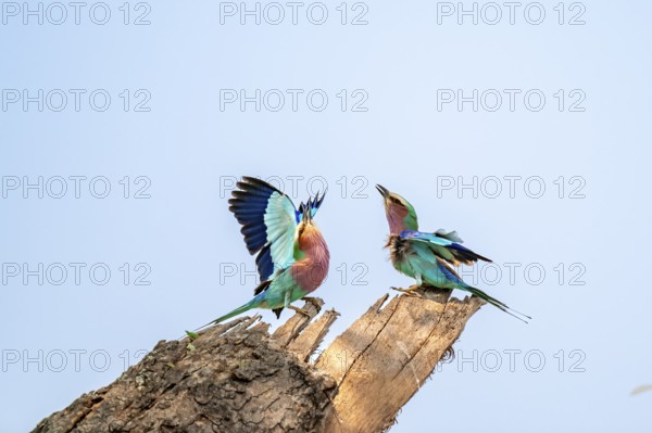 Forked Roller (Coracias caudatus), with open wing, mating behaviour, two birds on a branch in front of a blue sky, Kruger National Park, South Africa