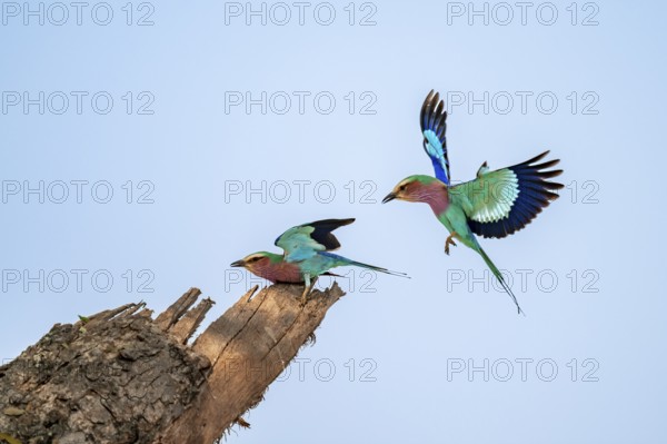 Forked Roller (Coracias caudatus), two birds approaching on a branch in front of a blue sky, Kruger National Park, South Africa
