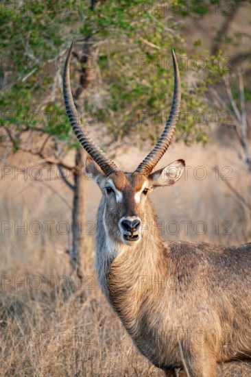 Elliptic waterbuck (Kobus ellipsipiprymnus), portrait male waterbuck, Kruger National Park, South Africa
