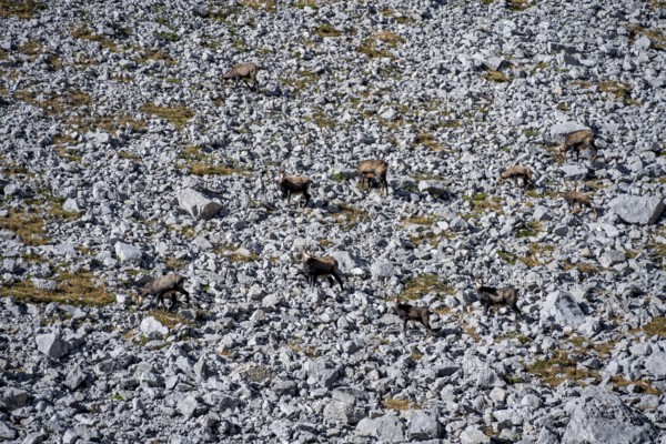 Chamois (Rupicapra rupicapra) in autumn in the mountains, Gamsjoch, Tyrol, Austria