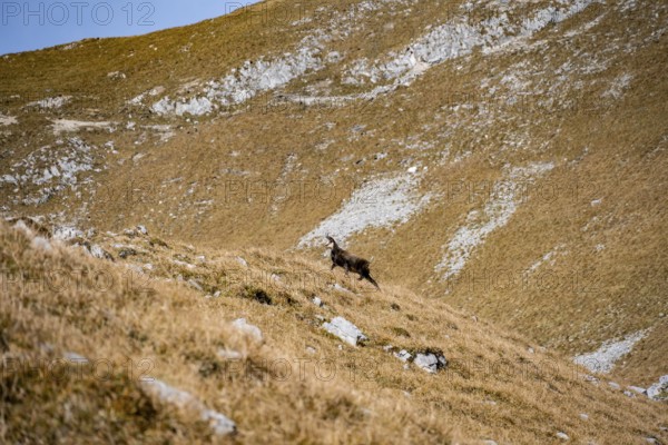 Chamois (Rupicapra rupicapra) in autumn in the mountains, Gamsjoch, Tyrol, Austria