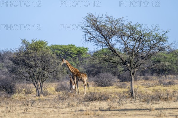 Cape giraffe (Giraffa giraffa giraffa), mother and young, Khama Rhino Sanctuary, Serowe, Botswana
