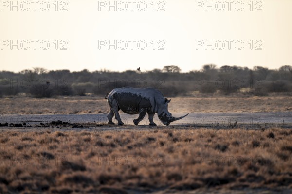 Dramatic atmosphere, Southern white rhinoceros (Ceratotherium simum simum), Khama Rhino Sanctuary, Serowe, Botswana