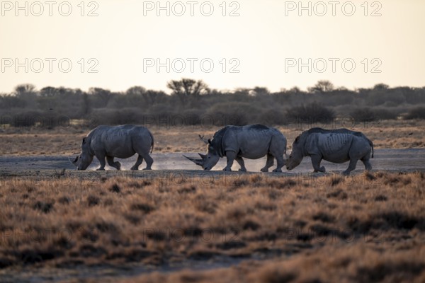 Three animals, Southern white rhinoceros (Ceratotherium simum simum) running through savannah, Khama Rhino Sanctuary, Serowe, Botswana