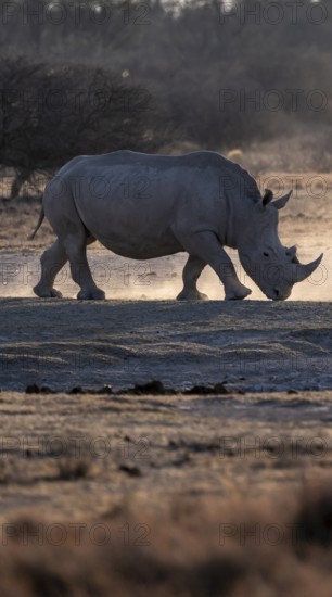 Dramatic atmosphere, Southern white rhinoceros (Ceratotherium simum simum), Khama Rhino Sanctuary, Serowe, Botswana