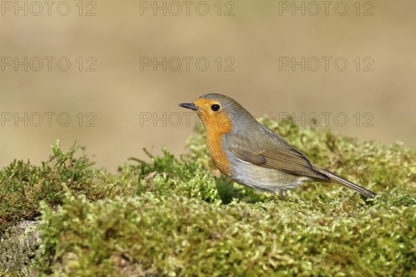 Robin (Erithacus rubecula), on mossy ground in the garden, Wilnsdorf, North Rhine-Westphalia, Germany