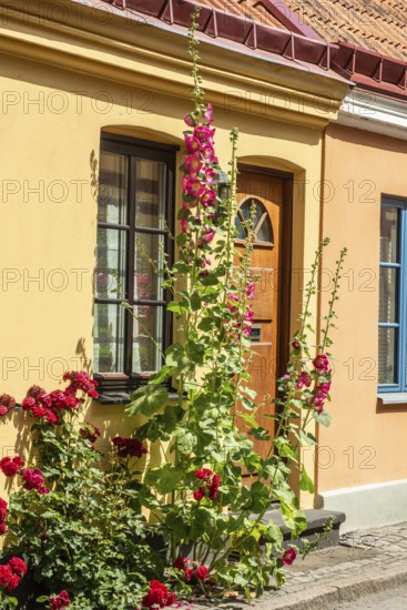 Hollyhocks (Alcea rosea) at a gate in an old house facing the street in Ystad, Skåne County, Sweden, Scandinavia