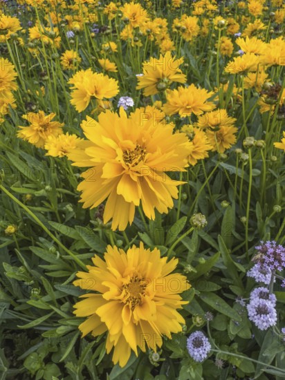 Flowering Girl's eye (Coreopsis Early Sunrise), closeup, in Ystad, Skåne County, Sweden, Scandinavia
