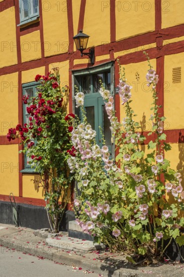 Hollyhocks (Alcea rosea) at a gate in a half-timbered house facing the street in Ystad, Skåne County, Sweden, Scandinavia