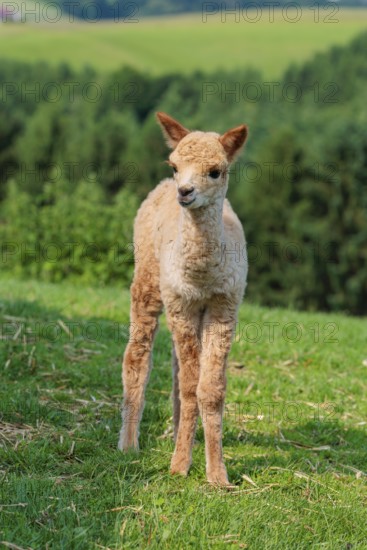 A newly born white alpaca (Vicugna pacos) stands in a green meadow on a sunny day. A green forest can be seen in the background