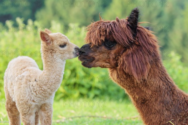 A freshly born white alpaca (Vicugna pacos) stands in front of its brown mother and sniffer on her snout (kisses her)
