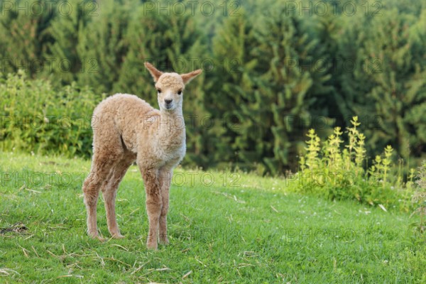 A newly born white alpaca (Vicugna pacos) stands in a green meadow on a sunny day. A green forest can be seen in the background