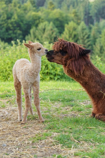 A freshly born white alpaca (Vicugna pacos) stands in front of its brown mother and sniffer on her snout (kisses her)