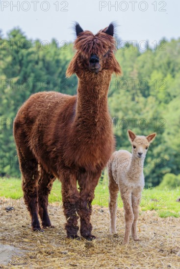 A freshly born white alpaca (Vicugna pacos) stands next to its brown mother on straw in hilly terrain