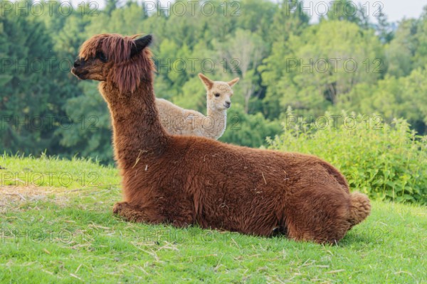 A freshly born white alpaca (Vicugna pacos) stands next to its brown mother on a green meadow on hilly terrain