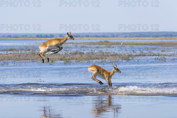 Lechwe (Kobus leche) gracefully leaps through shimmering blue waters in Chobe National Park, Botswanas vibrant wilderness. Botswana