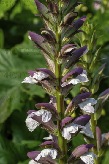 Spiny bear's breech (Acanthus spinosus) in flower in garden, native to southern Europe