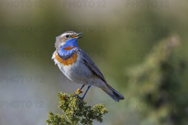 Red-spotted bluethroat (Luscinia svecica svecica) male singing from shrub on the tundra in spring, Sweden, Scandinavia