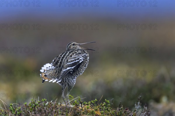 Great snipe (Gallinago media) male calling during courtship display at lek at dusk on tundra breeding ground in spring (June), Sweden, Scandinavia