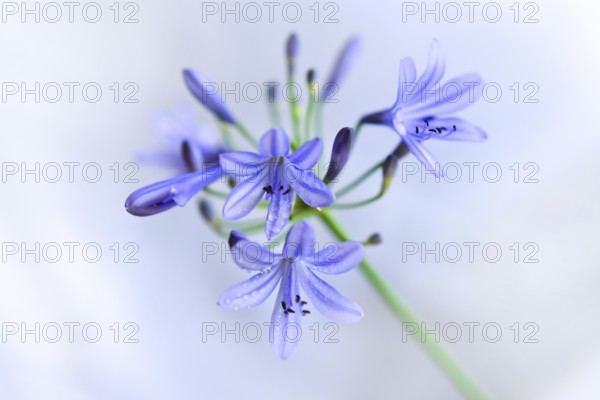 Close-up of the blossom of an ornamental lily or love flower (Agapanthus), Germany