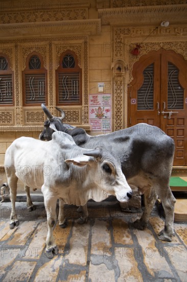 Sacred cows in the old town of Jaisalmer, Rajasthan, India