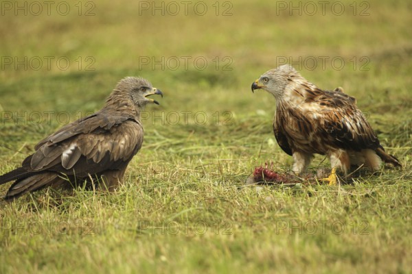Red kite (Milvus milvus) adult bird at dead young fox (Vulpes vulpes) on freshly mown meadow, fledgling begs parent for food with open beak, Allgäu, Bavaria, Germany, Allgäu, Bavaria, Germany