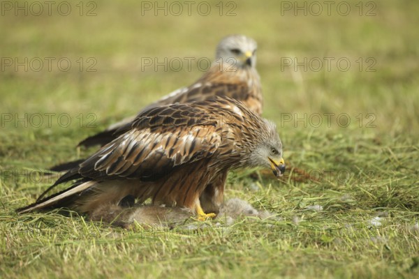 Red kite (Milvus milvus) adult bird on dead young fox (Vulpes vulpes) on freshly mown meadow, Allgäu, Bavaria, Germany, Allgäu, Bavaria, Germany