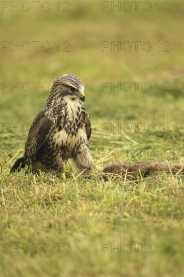 Buzzard (Buteo buteo) tugging at a dead young fox (Vulpes vulpes) on a freshly mown meadow, Allgäu, Bavaria, Germany, Allgäu, Bavaria, Germany