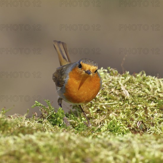 Robin (Erithacus rubecula), on mossy ground in the garden, Wilnsdorf, North Rhine-Westphalia, Germany