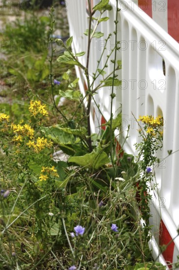 Barrier and nature, June, Germany