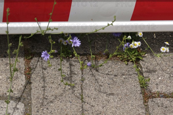 Barrier and nature, June, Germany