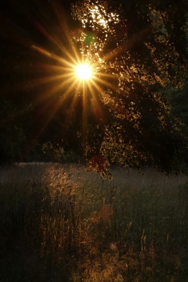 Sun in summer, evening mood in a park, Germany