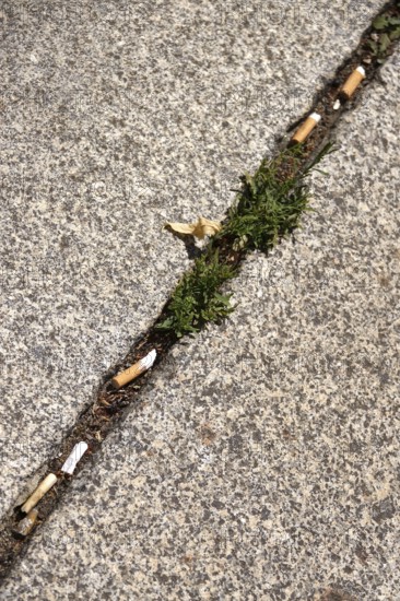 Discarded cigarette butts, footpath, Germany