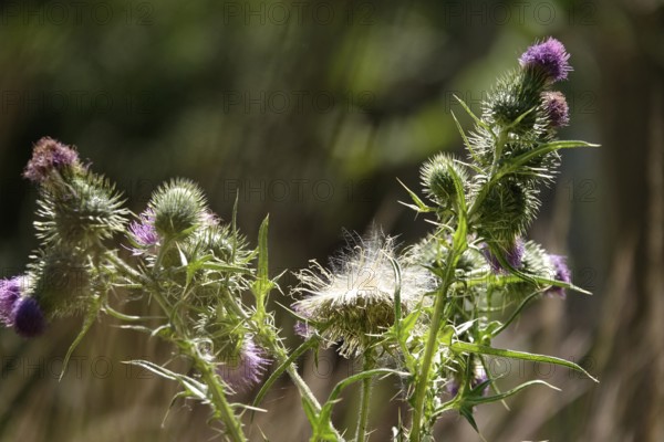 Flowering thistle, July, Germany