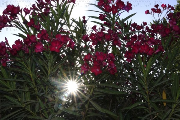 Blossom of the oleander, summer sun, July, Germany