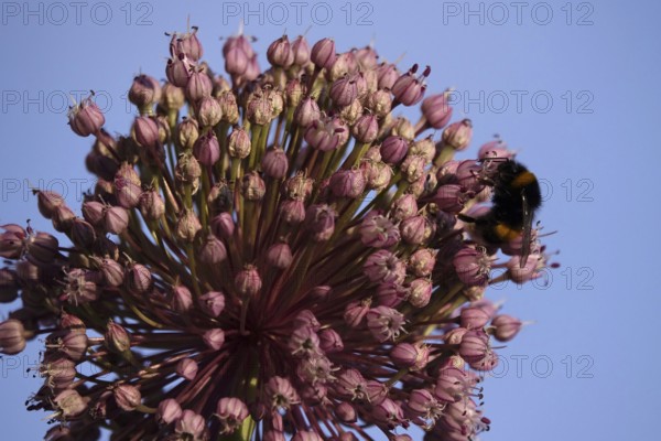 Alium flower with bumblebee, macro photograph, Germany