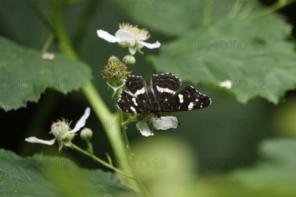 Map Butterfly (Araschnia levana, July, Saxony, Germany